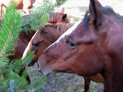 wild horses