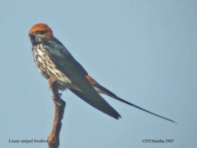 Lesser Striped Swallow.jpg