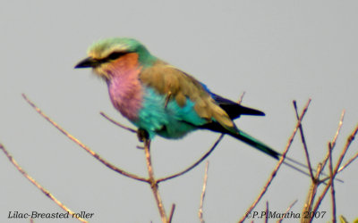 Lilac-Breasted roller Solwezi zambie.jpg