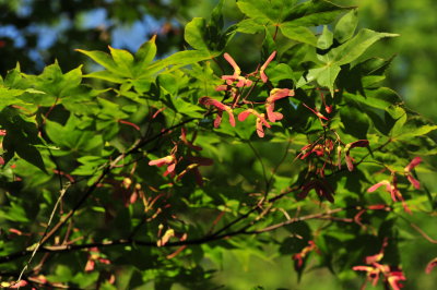 DSC_7564.JPG