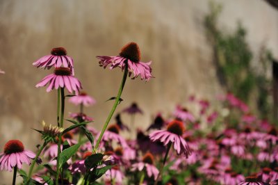 DSC_1481.JPG