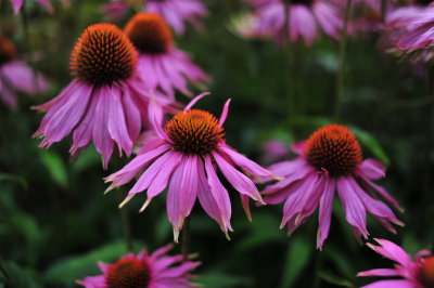 Gardens