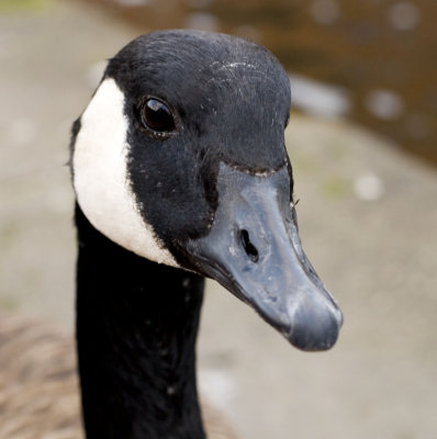 DSC_8976_1.jpg