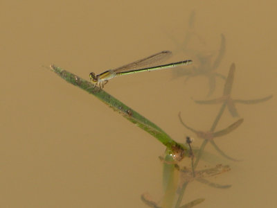 Ischnura fluviatilis or capreolus