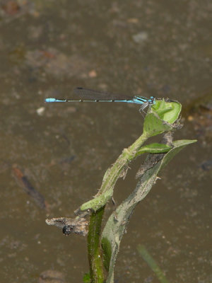 Acanthagrion male