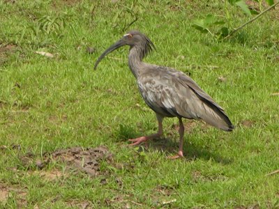 Plumbeous ibis