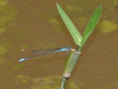 Acanthagrion male