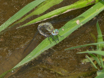 Micrathyria female