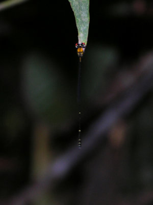 Protoneura paucinervis