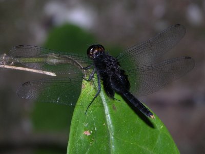 Erythemis attala