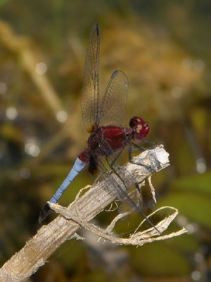 Erythrodiplax sp probably fusca