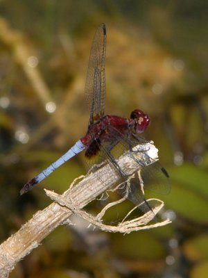 Erythrodiplax sp probably fusca