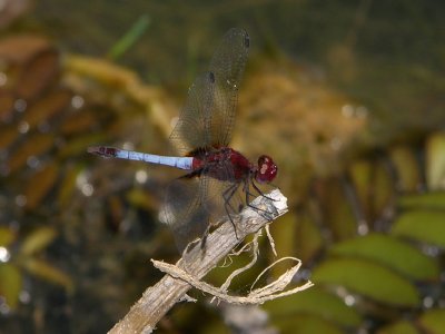 Erythrodiplax sp probably fusca