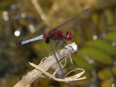 Erythrodiplax sp probably fusca