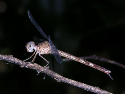 Uracis ovipositrix