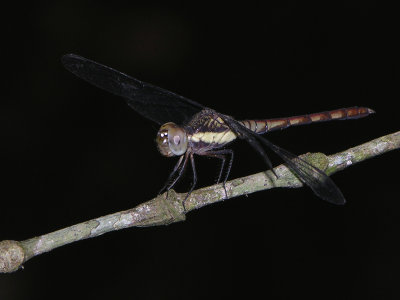 Erythrodiplax lativittata