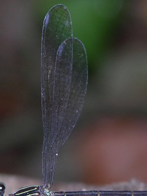 Oxystigma wing