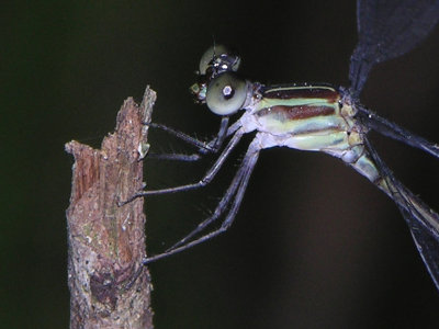 Oxystigma thorax