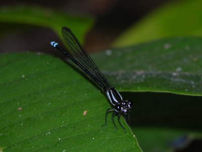 Argia female