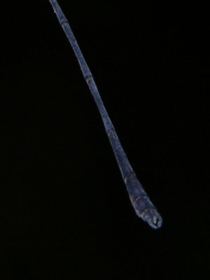 Megapodagrionid abdomen tip