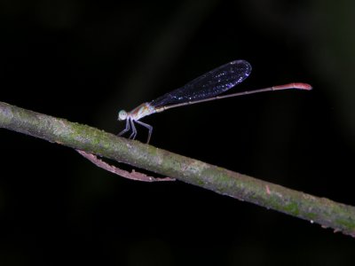 Phoenicagrion sp. male