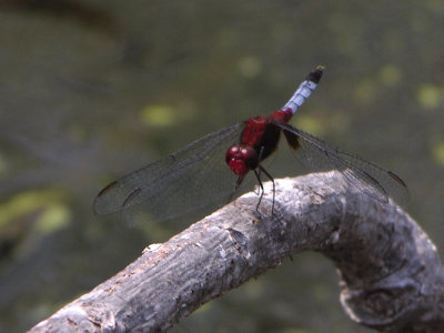 Erythrodiplax sp probably fusca