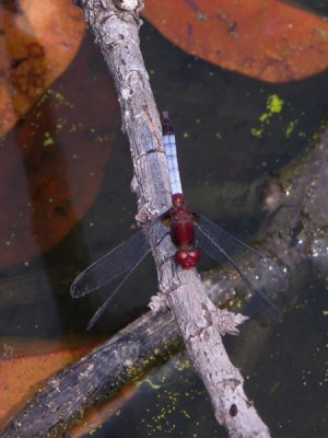 Erythrodiplax sp probably fusca