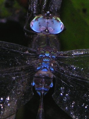 Gynacantha gracilis male