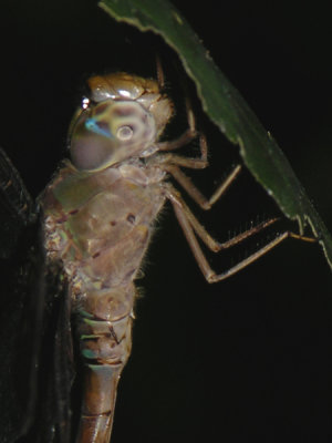 Gynacantha nervosa