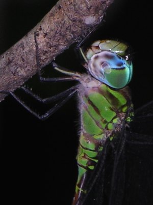 Aeshnid male thorax