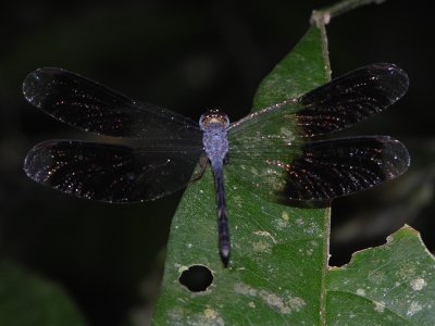 Uracis infumata male