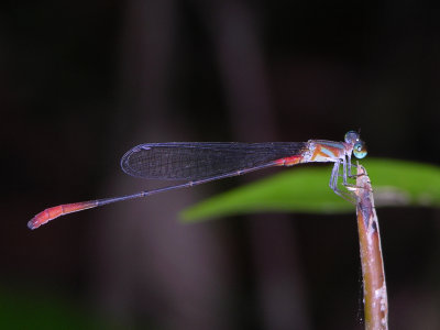 Phoenicagrion sp. male