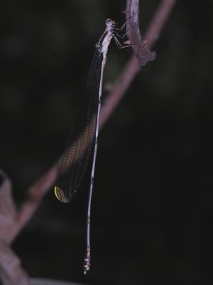 Mecistogaster ornata male