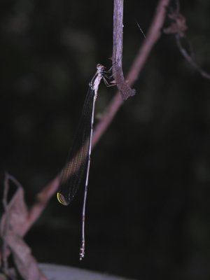 Mecistogaster ornata male