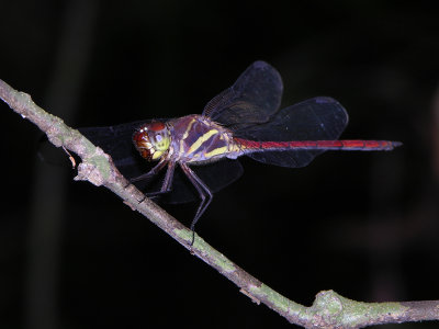 Orthemis ambirufa male