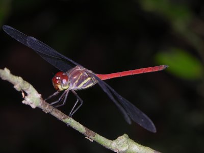 Orthemis ambirufa male