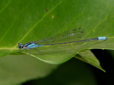 Cigana damsel
