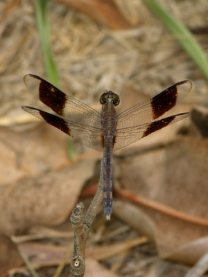 Erythrodiplax umbrata male