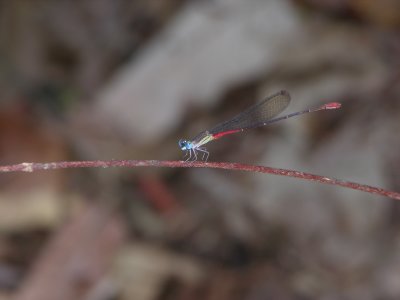 Austrotepuibasis manolisi male