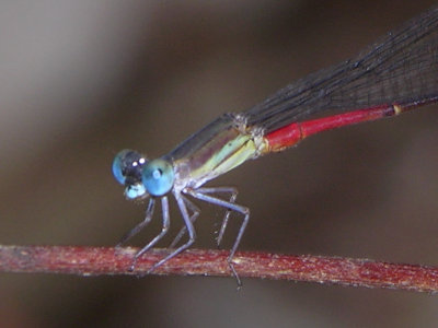 Austrotepuibasis manolisi male
