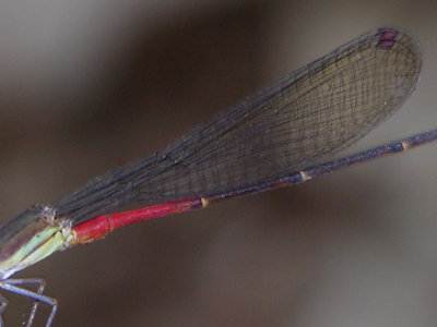 Austrotepuibasis manolisi male