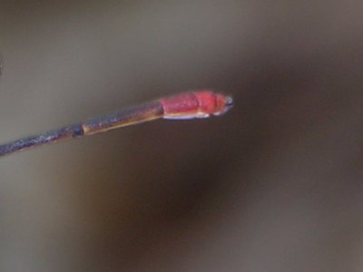 Austrotepuibasis manolisi male