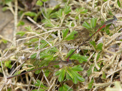 Austrotepuibasis manolisi pair