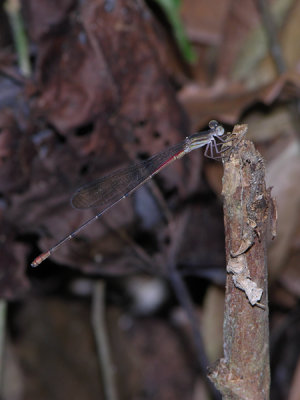 Austrotepuibasis manolisi male