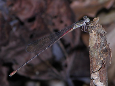 Austrotepuibasis manolisi male