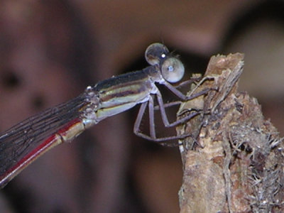 Austrotepuibasis manolisi male