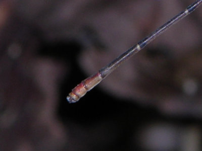 Austrotepuibasis manolisi male