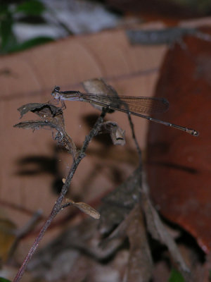 Austrotepuibasis manolisi female