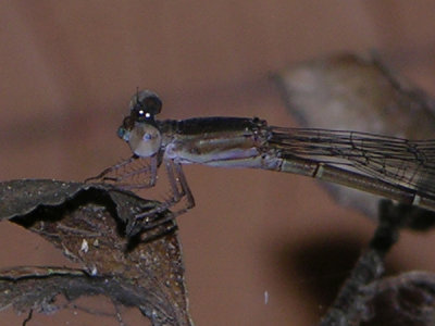 Austrotepuibasis manolisi female