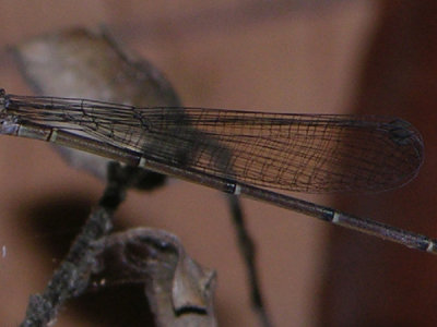 Austrotepuibasis manolisi female